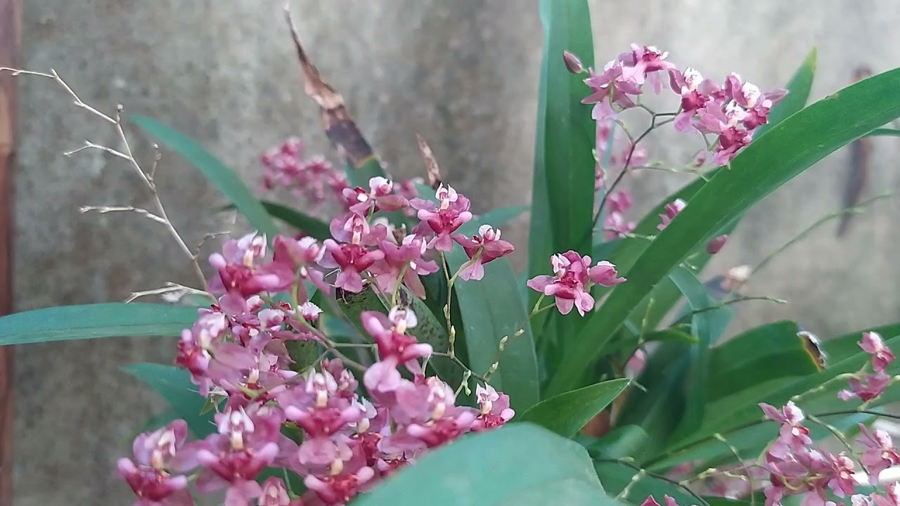 Três formas de cultivar o Oncidium twinkle#vamos lá?