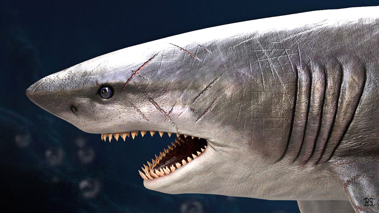 Shark Digital 3D workflow intro