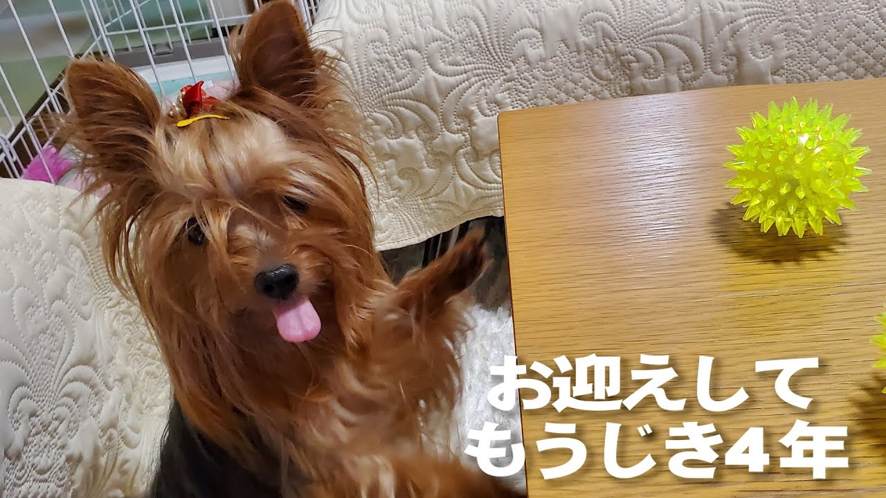 60代夫婦の我が家に2代目ヨークシャーテリアをお迎えしてもうじき4年！