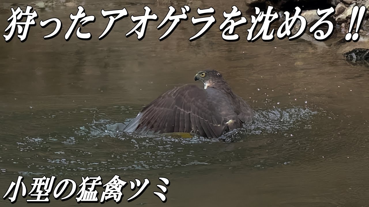 【小型の猛禽ツミ】狩ったアオゲラを水中に沈める