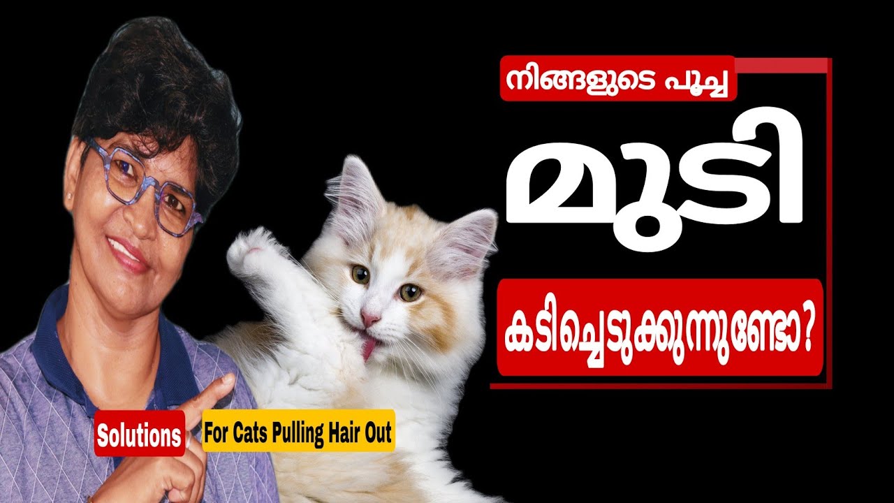 നിങ്ങളുടെ പൂച്ച മുടികടിച്ചെടുക്കുന്നുണ്ടോ? Help Cat Pulling Hair Out @NANDASPets