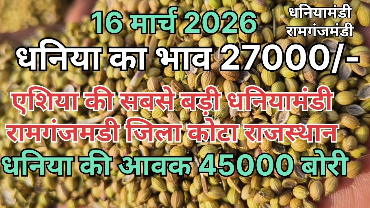 धनिया के भाव में आया उछाल ।। धनिया बाजार रामगंजमंडी ।। धनियामंडी रामगंजमंडी ।। Coriander Market 
