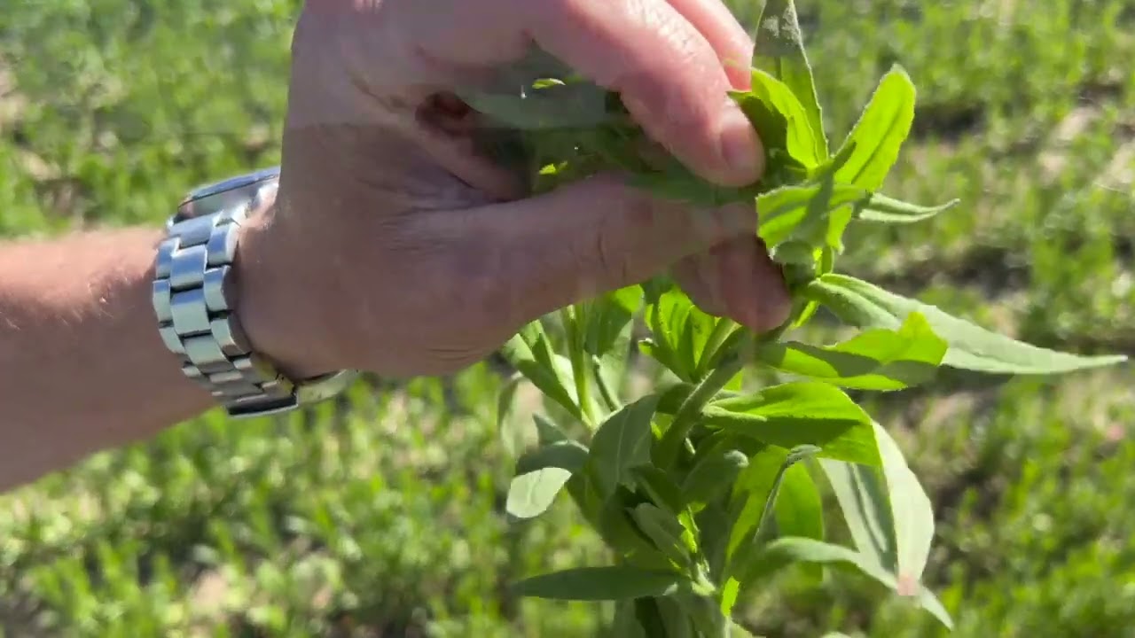 What makes a good cover crop? Putting camelina to the test