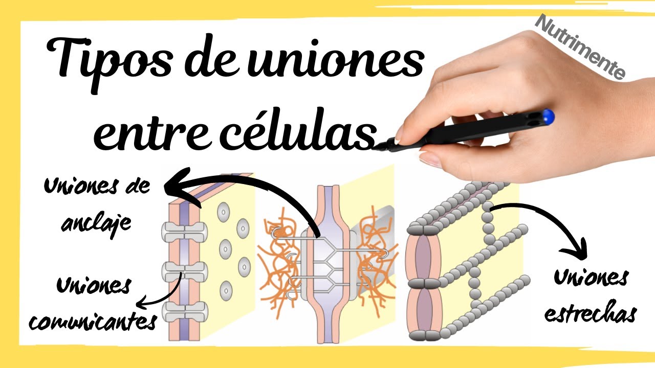 Tipos de UNIONES entre las C&Eacute;LULAS