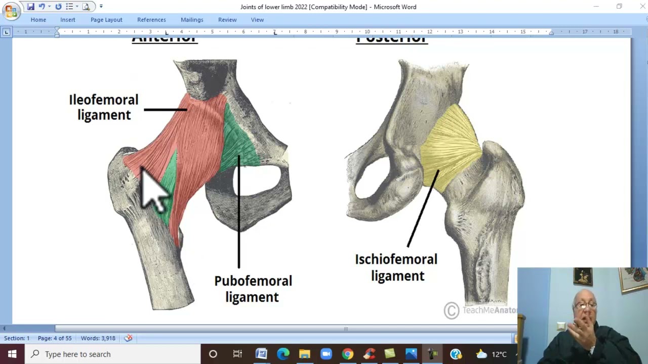 Musculo-skeletal Module , Anatomy of Lower Limb in Arabic 46 (Hip joint , part 1) by Wahdan