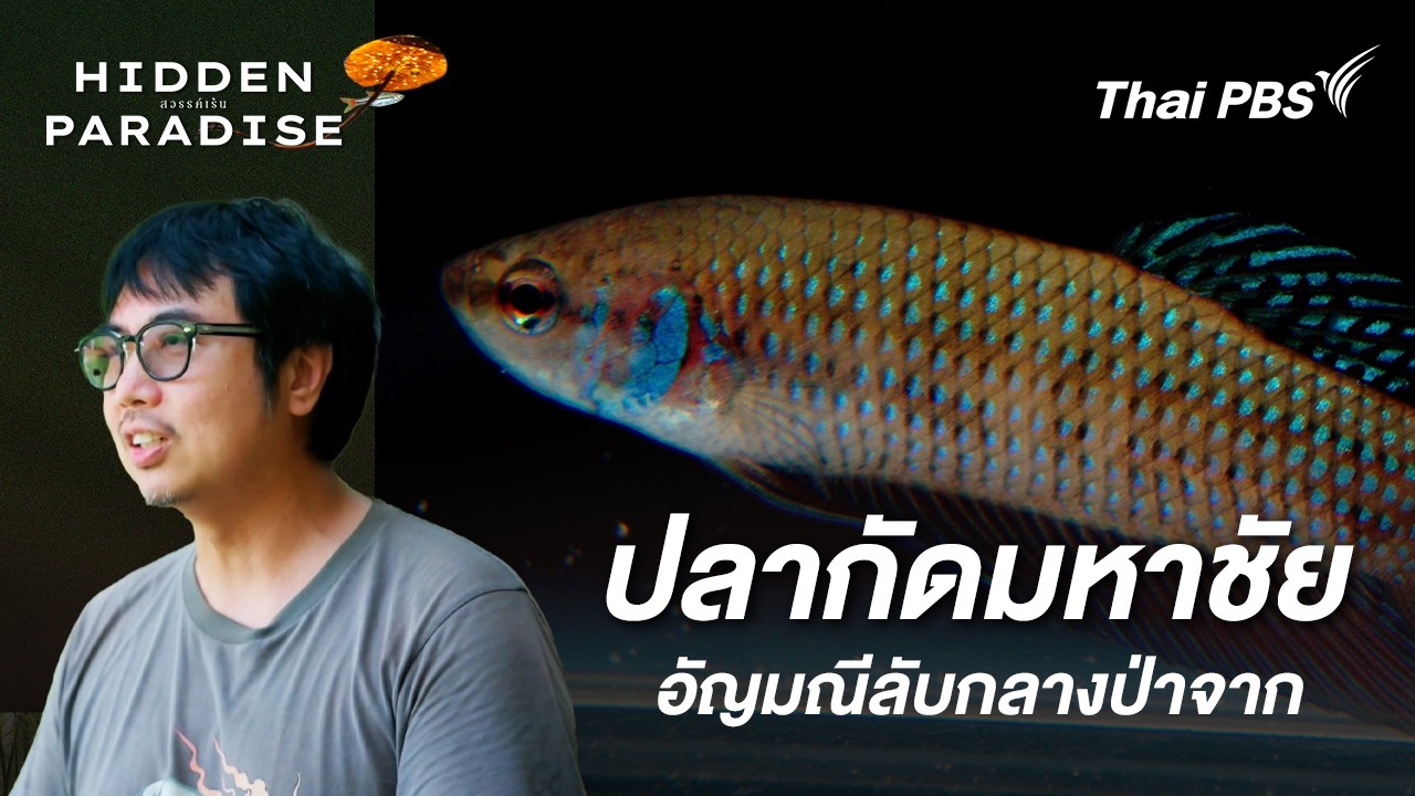 ปลากัดมหาชัย อัญมณีลับกลางป่าจาก | Hidden Paradise สวรรค์เร้น