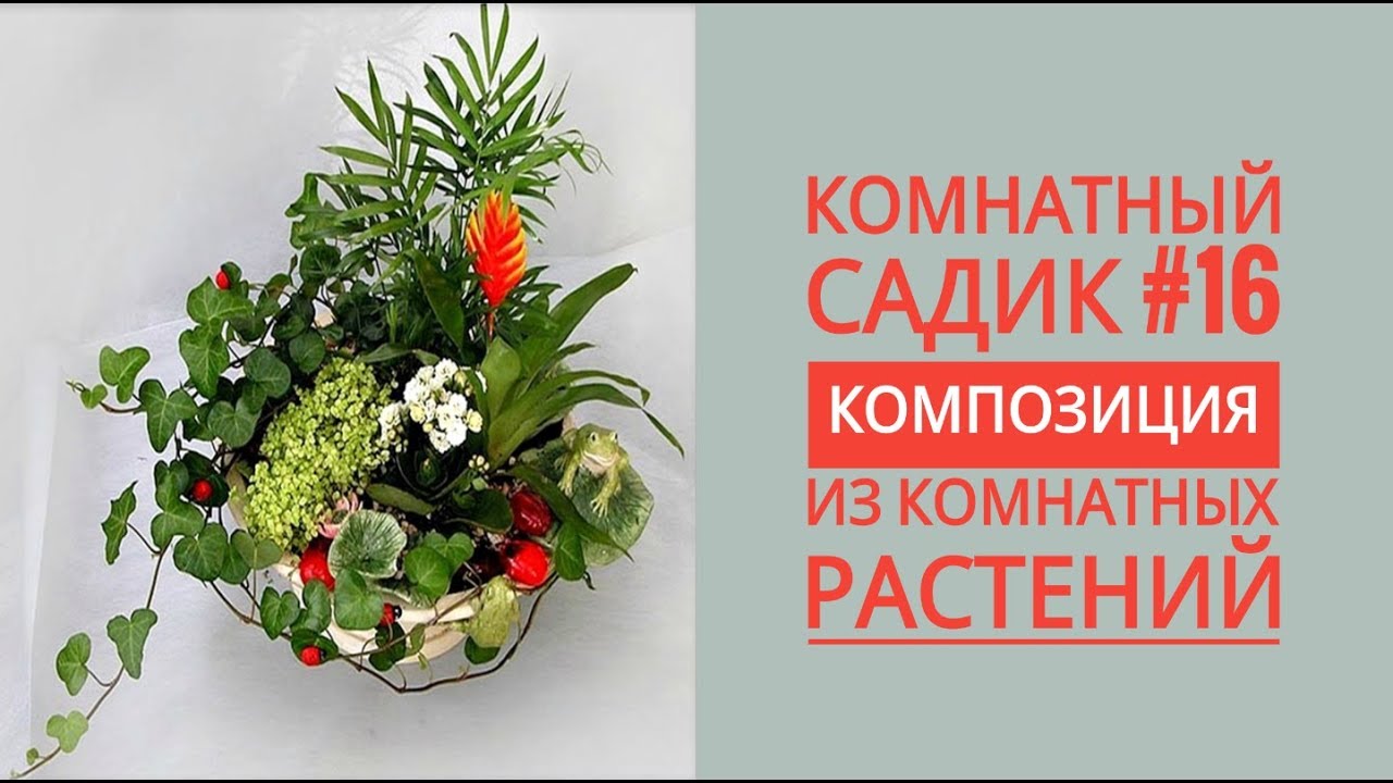 Комнатный садик #16. Композиция из РАЗНЫХ РАСТЕНИЙ