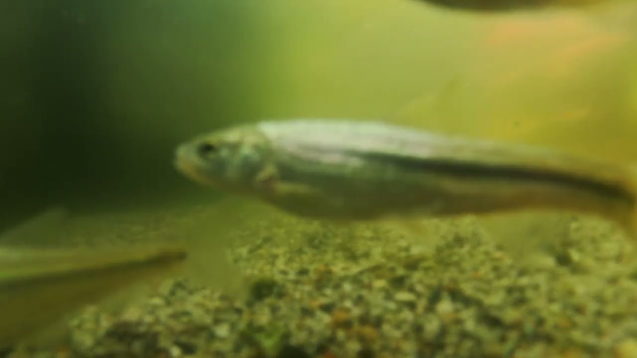 【ビオトープ】魚の餌やりを水中から撮影