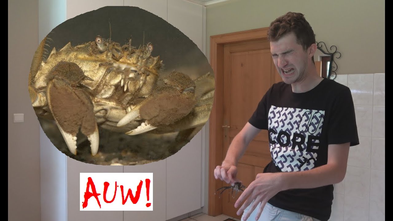 ANIMALIA - Chinese wolhandkrab knijpt in vinger!