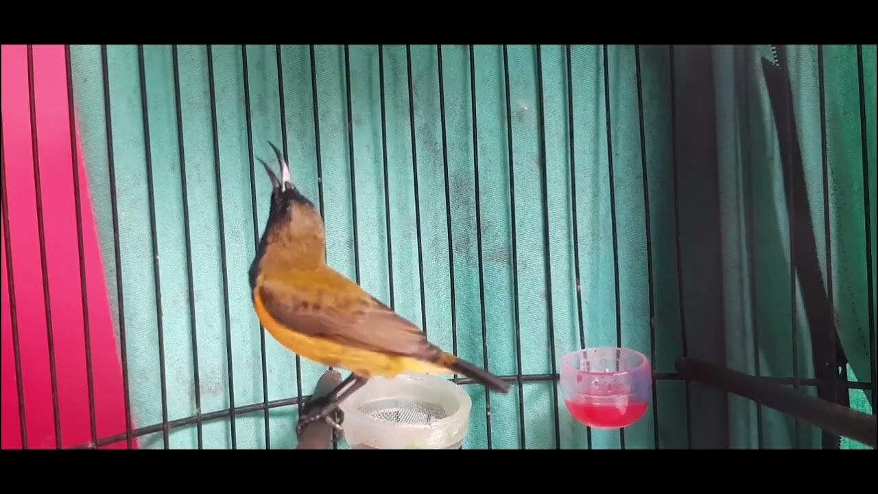 SOGON BAHAN JADI GACOR DENGAN VIDEO INI