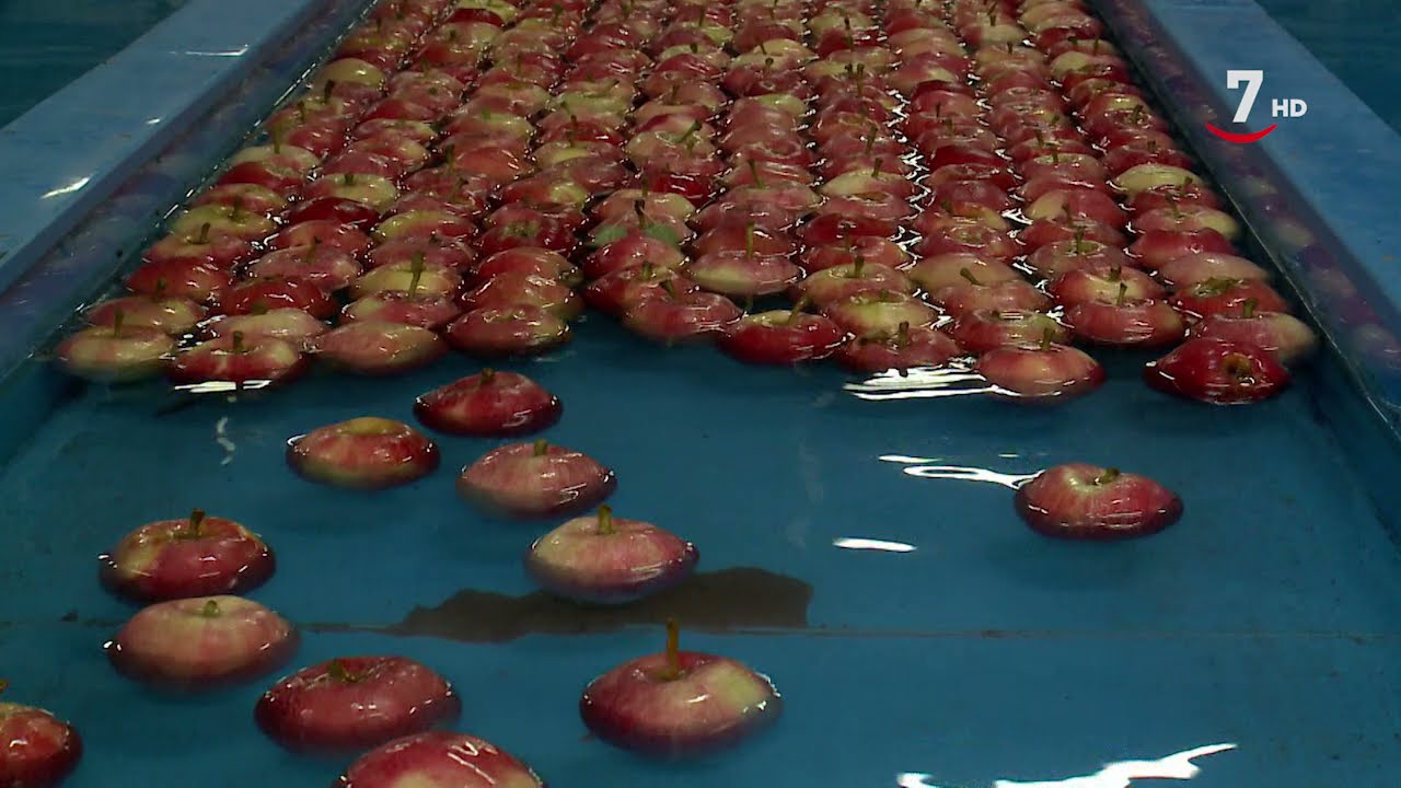 El 10% de las manzanas que se consumen en España se cultivan en la provincia de Soria por Nufri