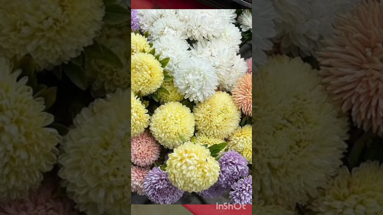 Сіємо айстру Хризантела на кип'яток (окріп)