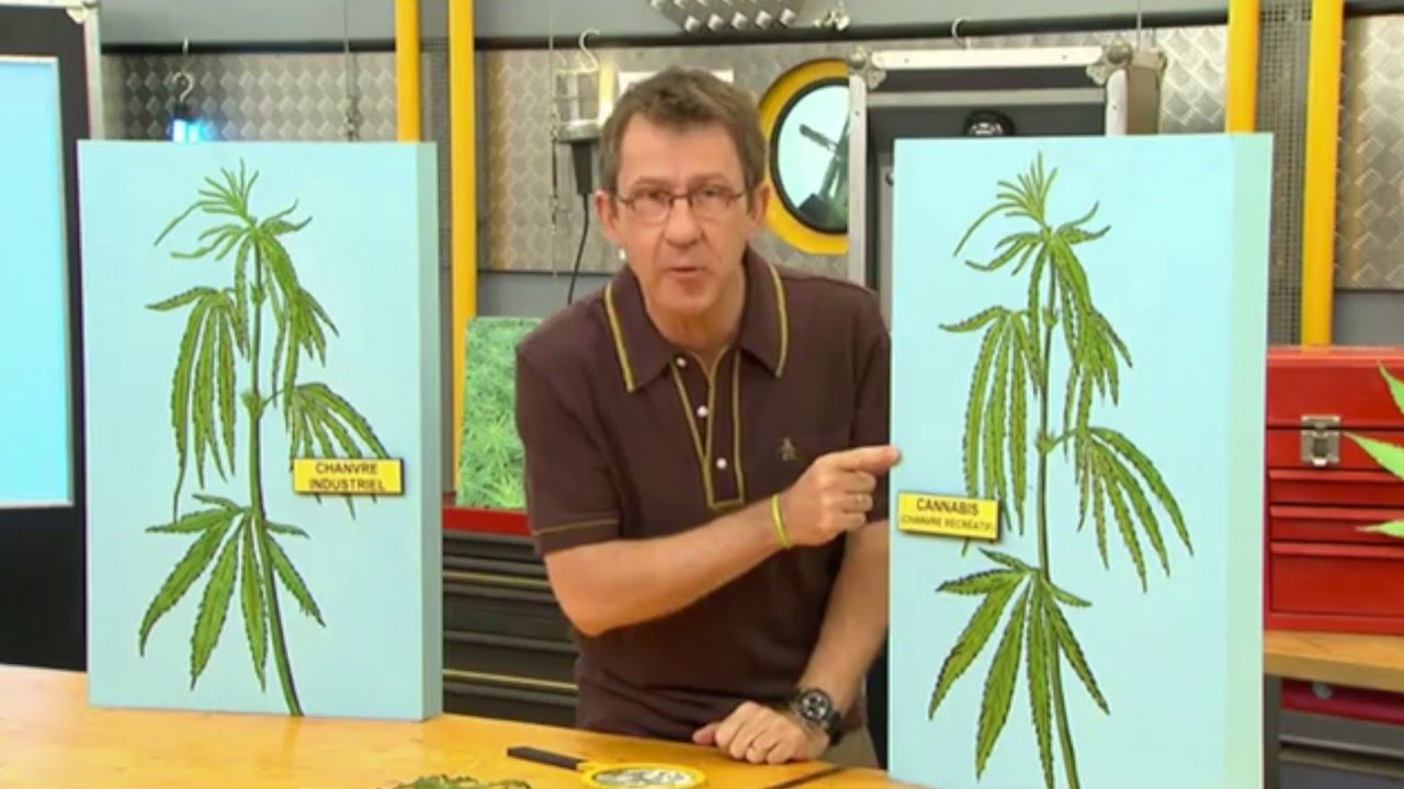 Quelle diff&eacute;rence entre chanvre et cannabis ? - C'est Pas Sorcier