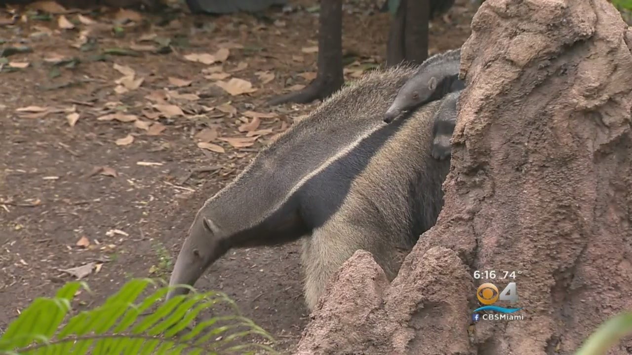 First Giant Anteater Born At Zoo Miami Makes Public Debut