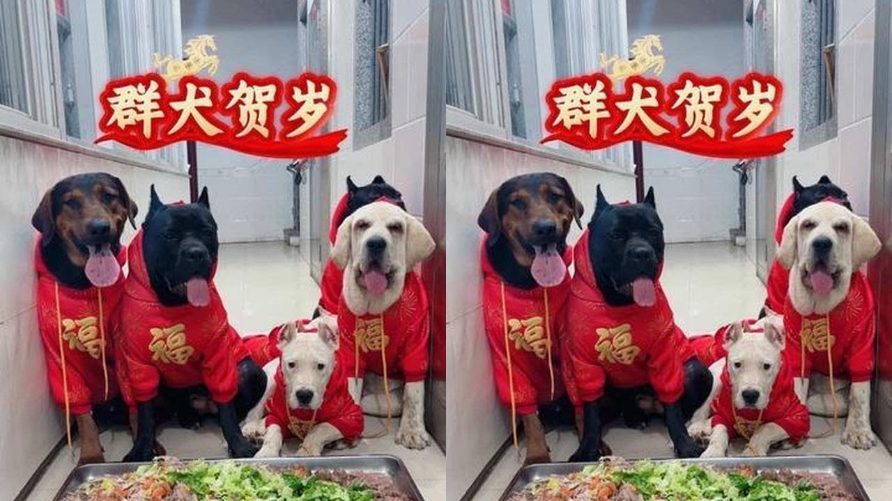 除夕良宵，忠犬相伴！ #狗吃饭的视频 #狗是人类最忠诚的朋友请善待它 #狗狗的心思都写在脸上了 #家有萌宠过大年 #阿伟与狗