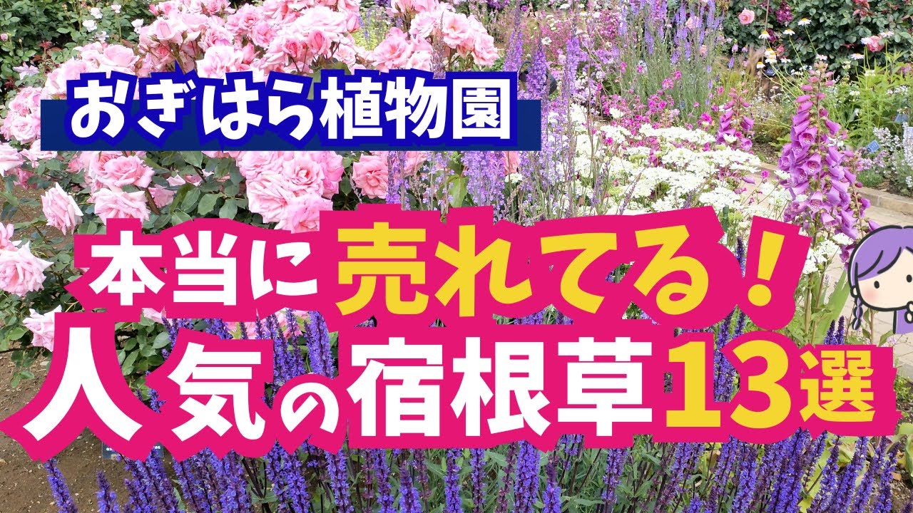 【ガーデニング】おぎはら植物園！１月は旬の花が続々ランクイン！真冬も売れてた人気の宿根草13選の紹介！あしかがフラワーパーク・フラワーガーデン泉