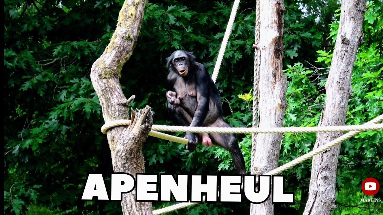 Apenheul Primate Zoo, Monkeys Paradise  