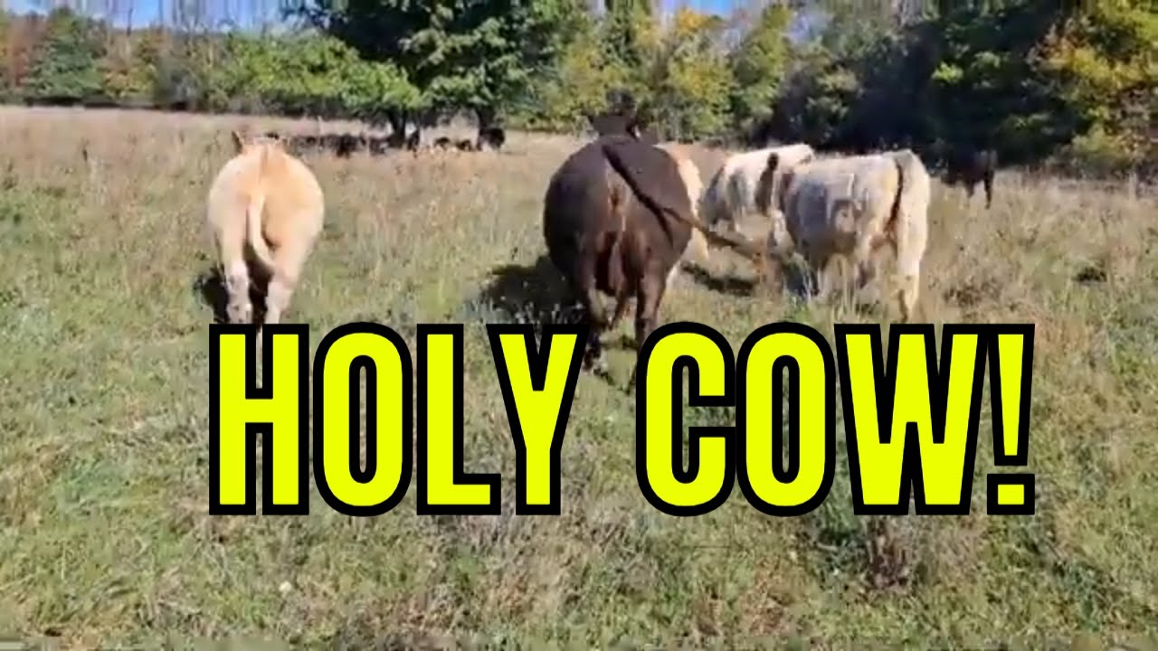 HOLY COW! | We Found A PIRATE Metal Detecting!