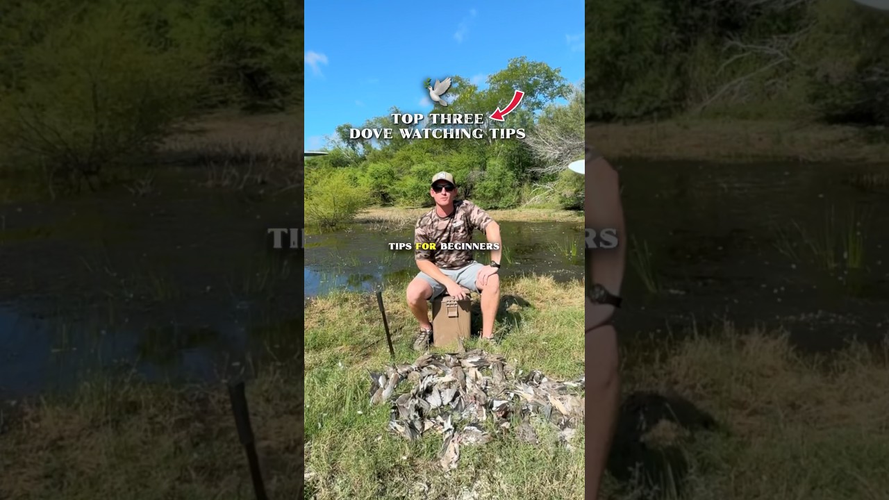 THREE Dove Hunting Tips For Beginners
