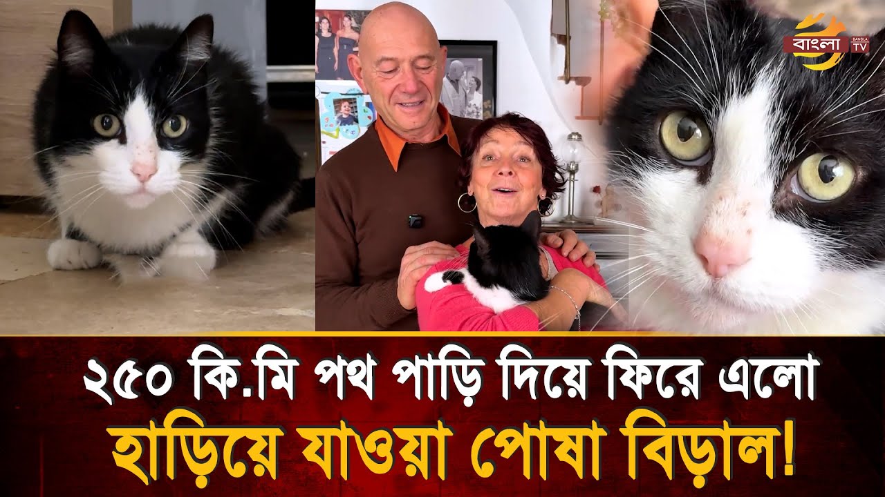 ৫ মাস পর ২৫০ কিলোমিটার পথ পাড়ি দিয়ে ফিরে এলো পোষা বিড়াল! #pets #cat   | Bangla TV