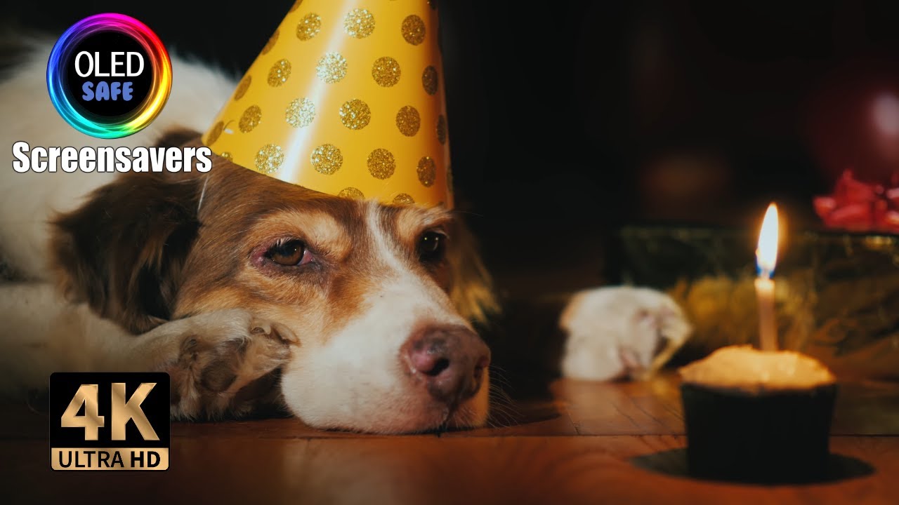 Happy Birthday Screensaver With Dog - 10 Hours - 4K - OLED Safe - No Burn-in