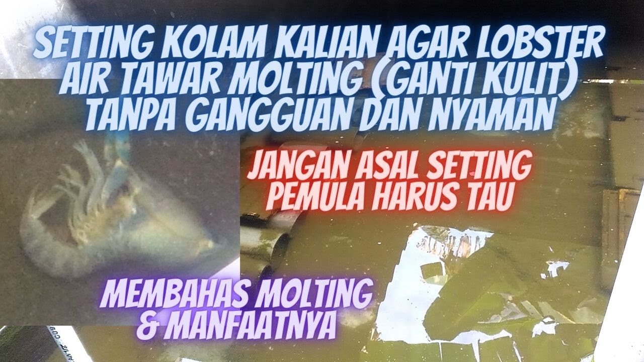 Setting Kolam Kalian Agar Lobster Air Tawar Bisa Aman Molting Tanpa Gangguan.