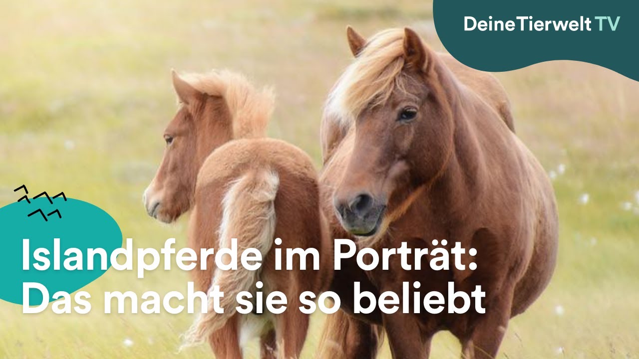 Islandpferde im Portr&auml;t: Das macht sie so beliebt