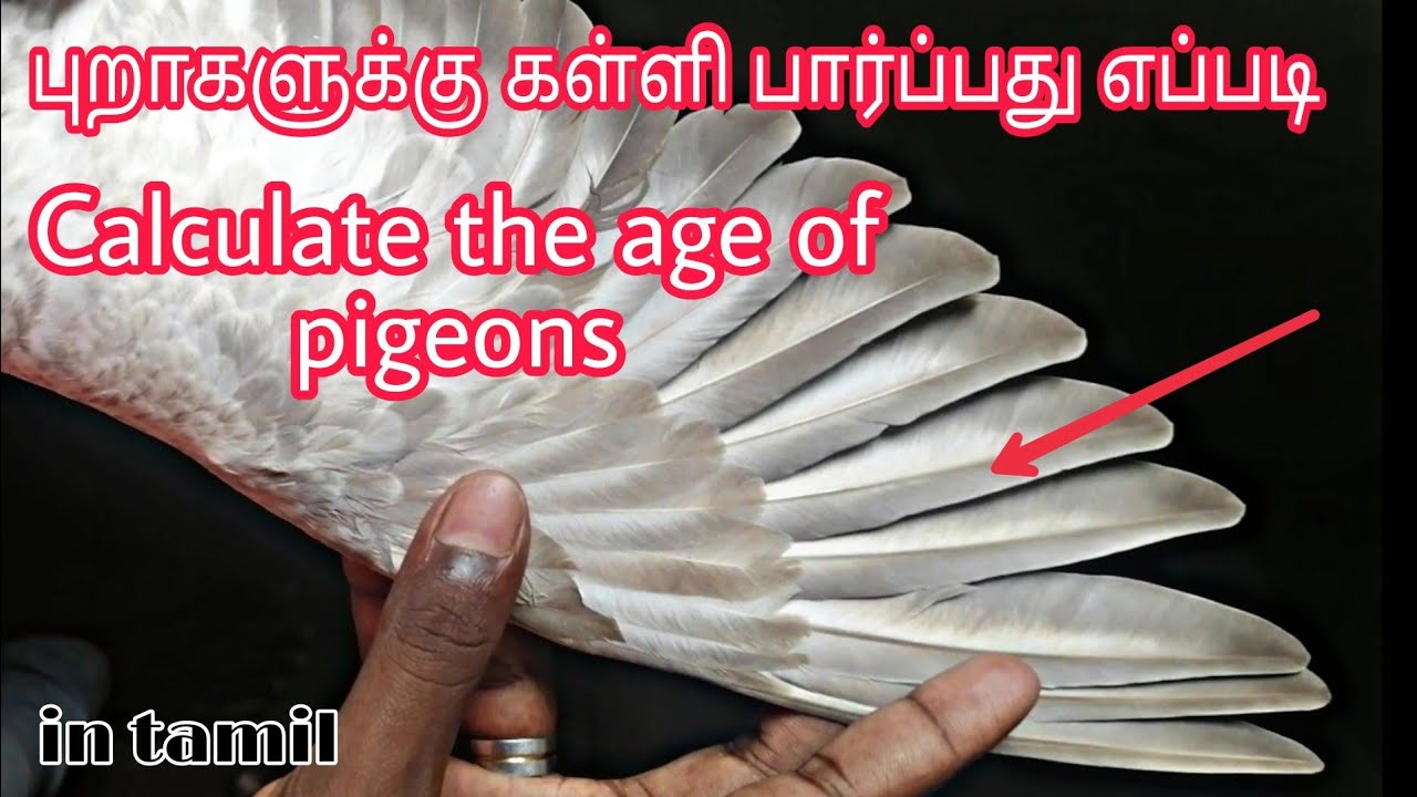 How to identify pigeon age / tamil / புறாக்களுக்கு கள்ளி பார்ப்பது எப்படி / pigeons in tamil