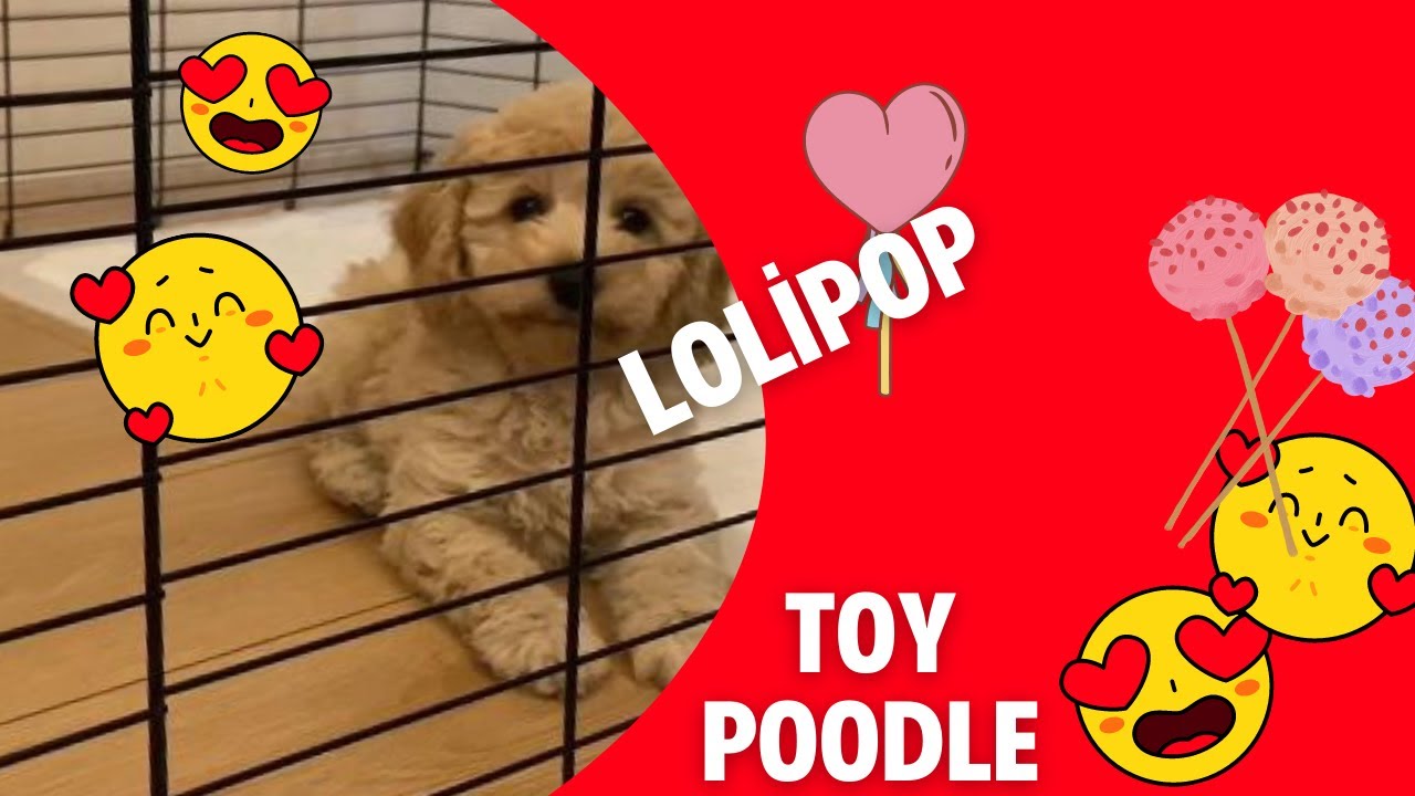 TOY POODLE -EVE İLK GELİŞ -KAFES KURULUMU       #toypoodle#shorts #toypoddle