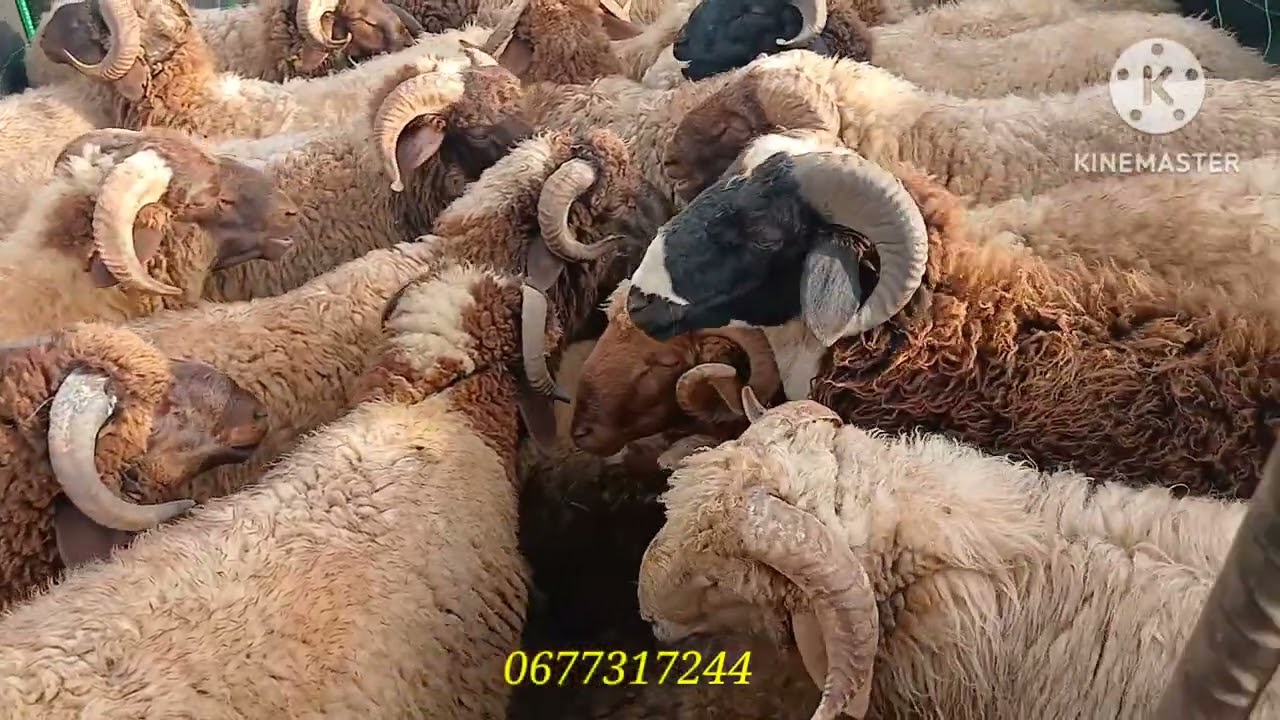 من سوق الثلاثاء بن جرير إقليم الرحامنة 