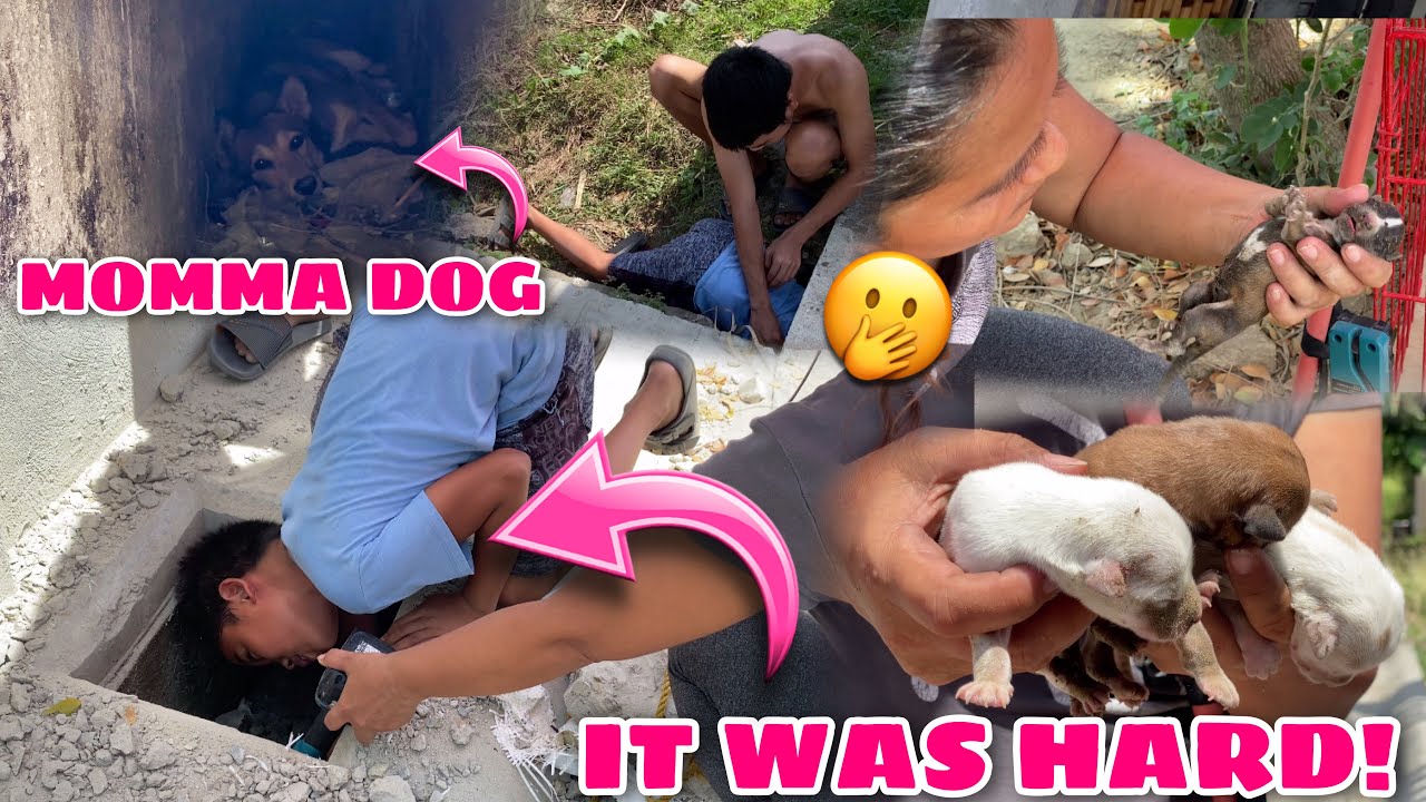 Rescuing New Born Puppy Stuck Inside A Sewage! | Husky Pack TV