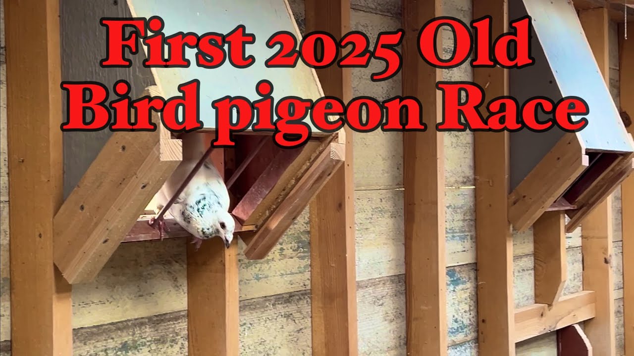 FIRST 2025 OLD BIRD PIGEON RACE