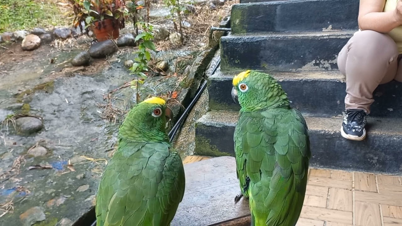 Estos son mis LOROS 😜