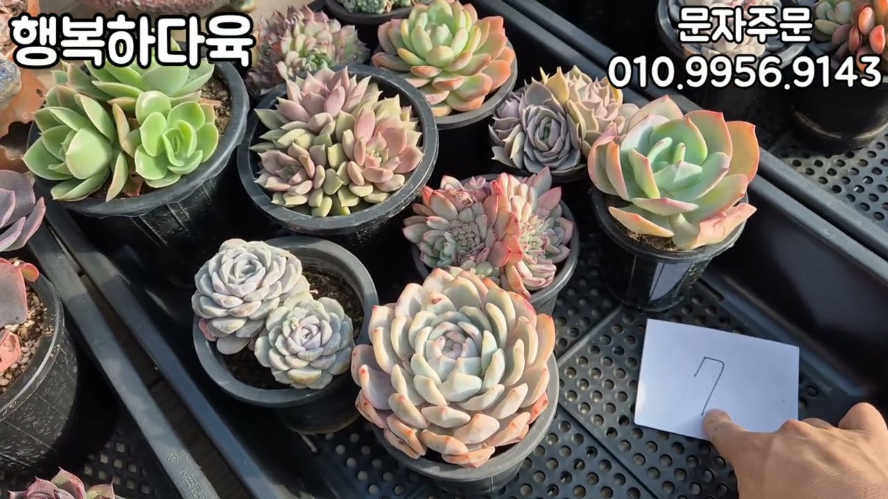 초특가 다육이 세트판매 얼른데려가세요!!!🍀🍀