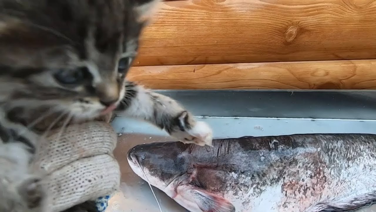 Уха с Котом! Рецепт самой вкусной Ухи от рыбака!
