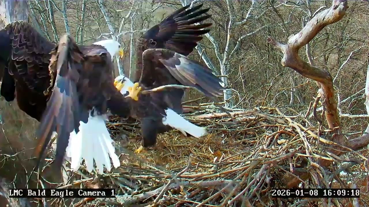 LMC Eagle Cam: 2026.01.08 More stick work.