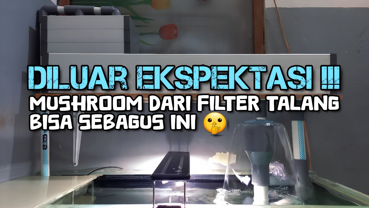 Mushroom Aquarium Filter Talang Setup - This Good Mushroom From Top Filter || GF0038