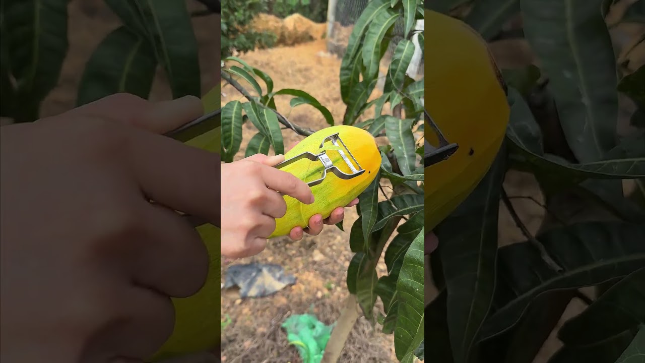 Delicious Ripe Yellow Mango