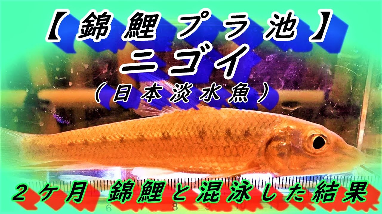 【錦鯉 プラ池】ニゴイ飼育～錦鯉と混泳して約2ケ月後の様子～