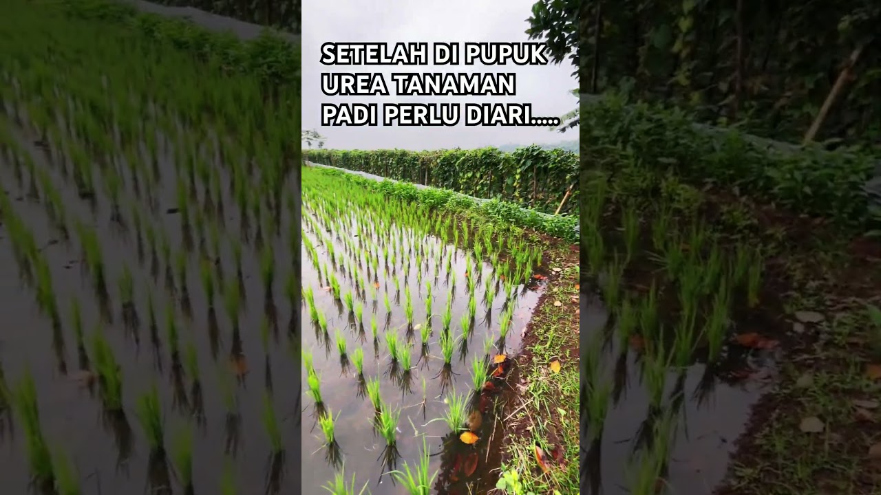 TIGA HARI SETELAH DI PUPUK UREA PADA TANAMAN PADI WAJIB DIKASIH AIR?? #petanimuda #petani