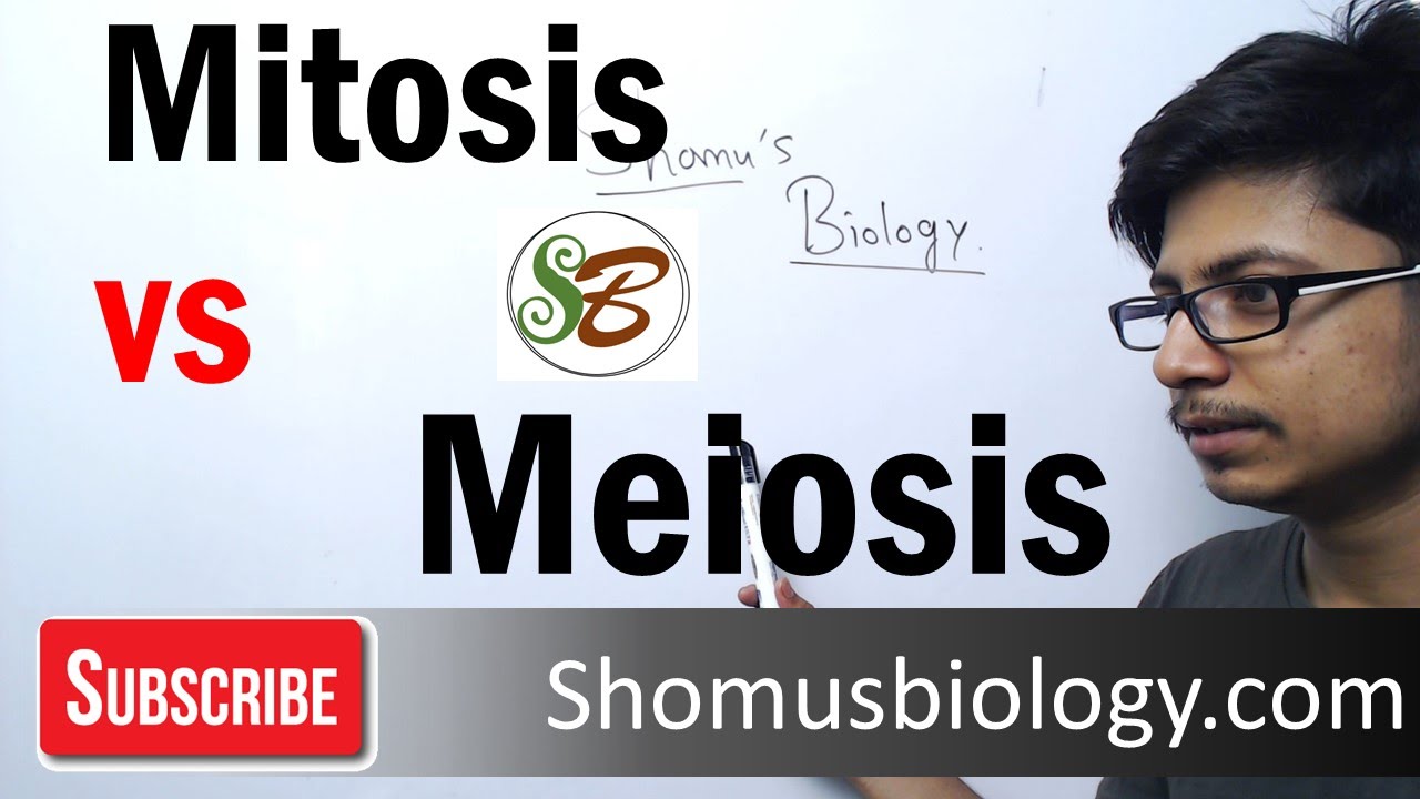 Difference between mitosis and meiosis