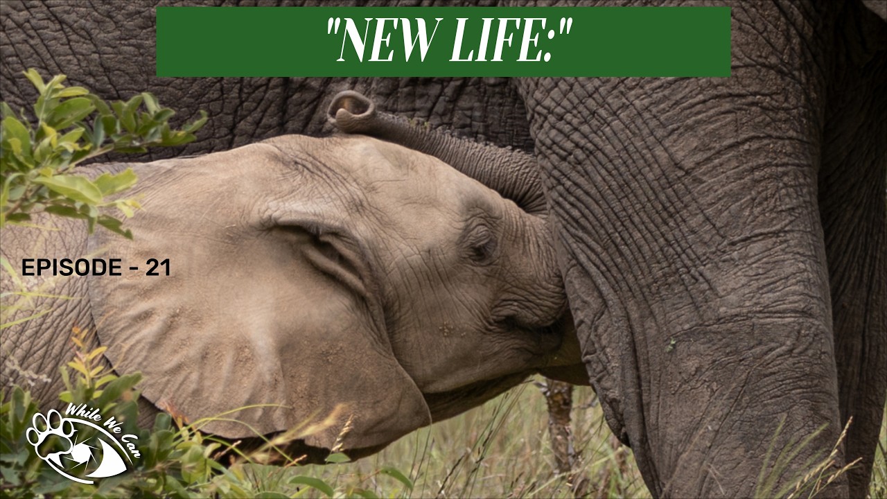 Christmas in Kruger Episode 2 – Elephants, New Life & Quiet Moments