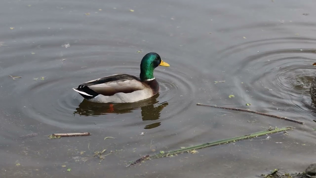 Slow Ducks