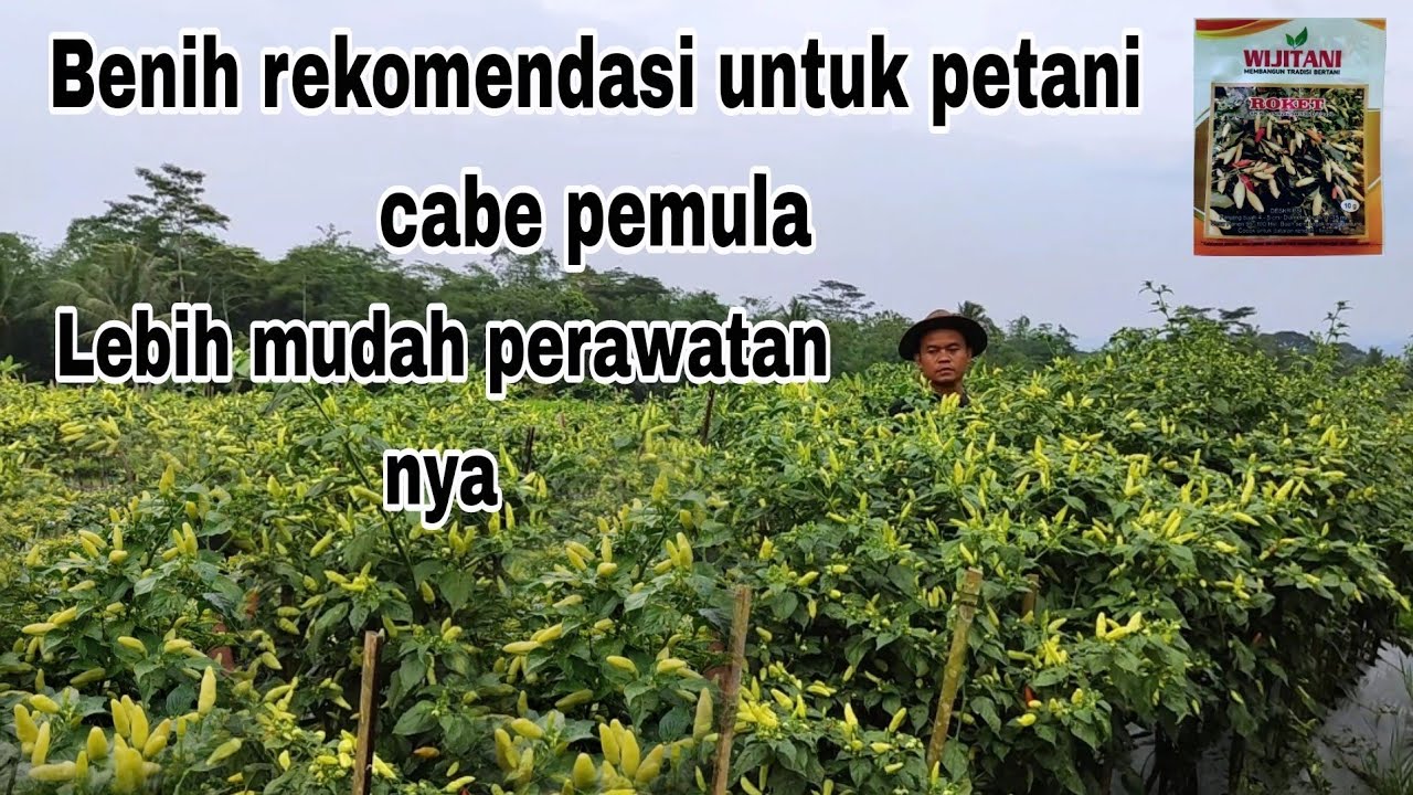 Rekomendasi untuk petani pemula tanam cabe roket