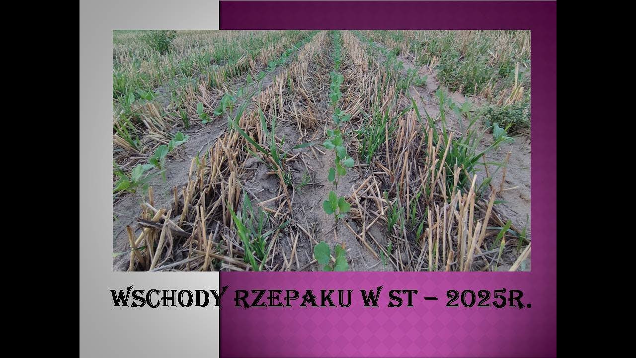 Rzepak 2025 - wschody po ST