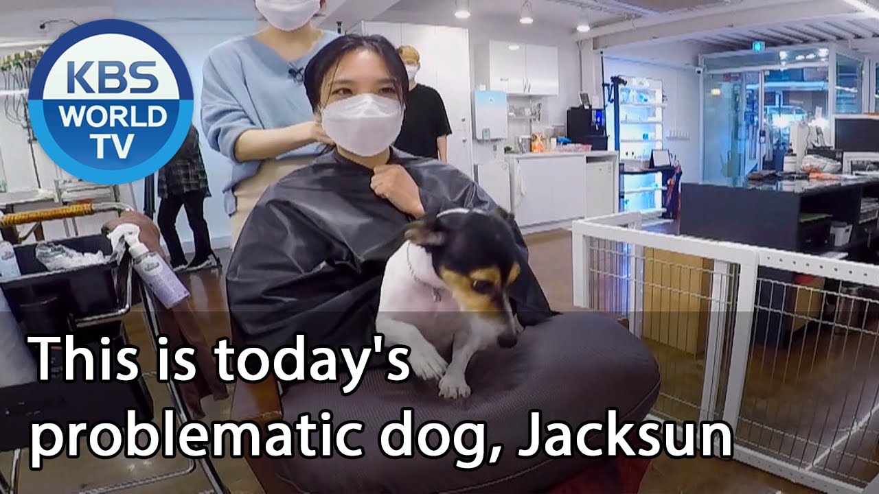 This is today's problematic dog, Jacksun (Dogs are incredible) | KBS WORLD TV 201014