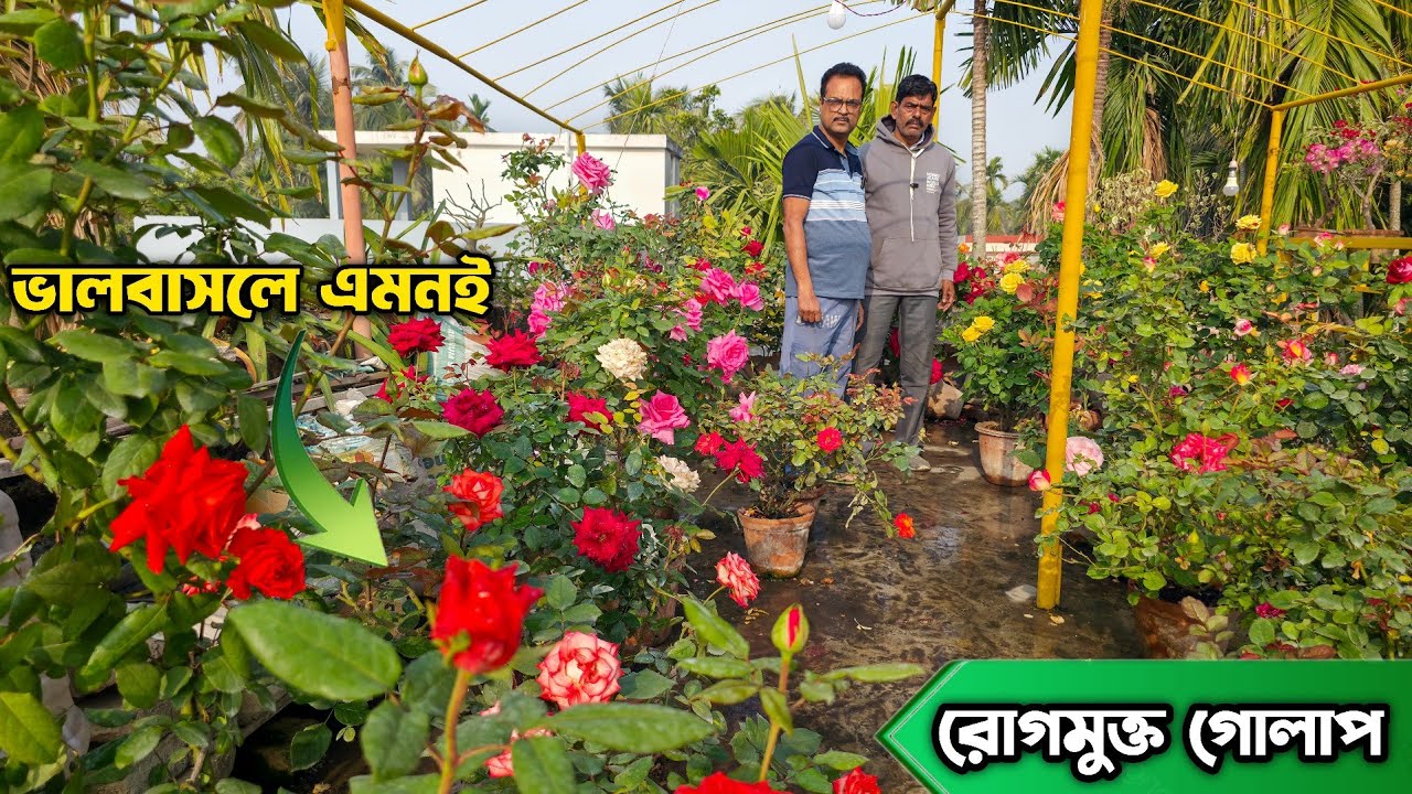 ভালবাসলে গোলাপ এমনই করা যায়