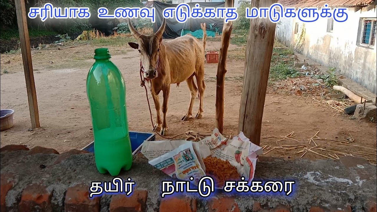 மாடுகள் சரியாக தண்ணீர் தீவனம் எடுக்கவில்லை என்றால் என்ன செய்வது ?? #jallikattu#kaalai|paayum kaalai