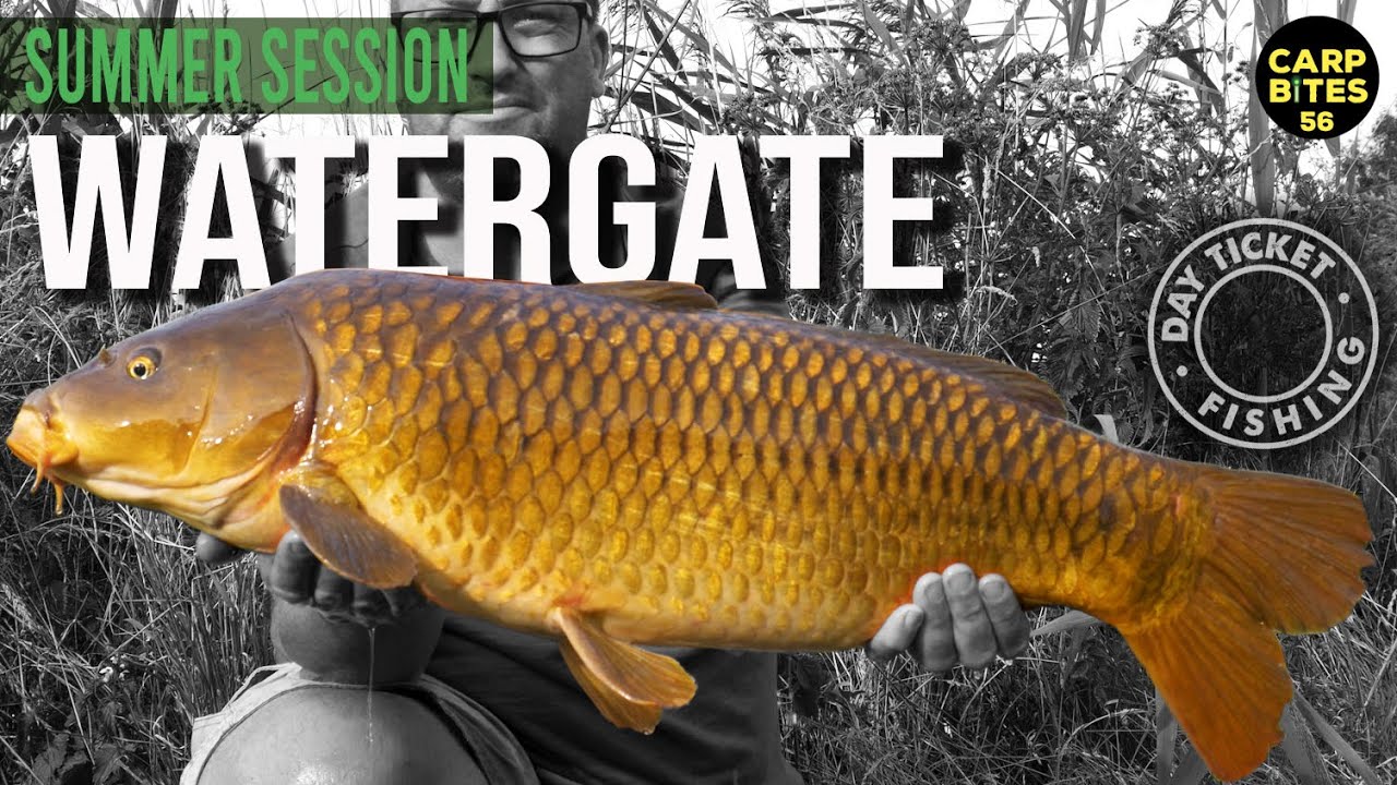 Carp Fishing at Watergate (Sandhurst part 2) - Day Ticket Carping