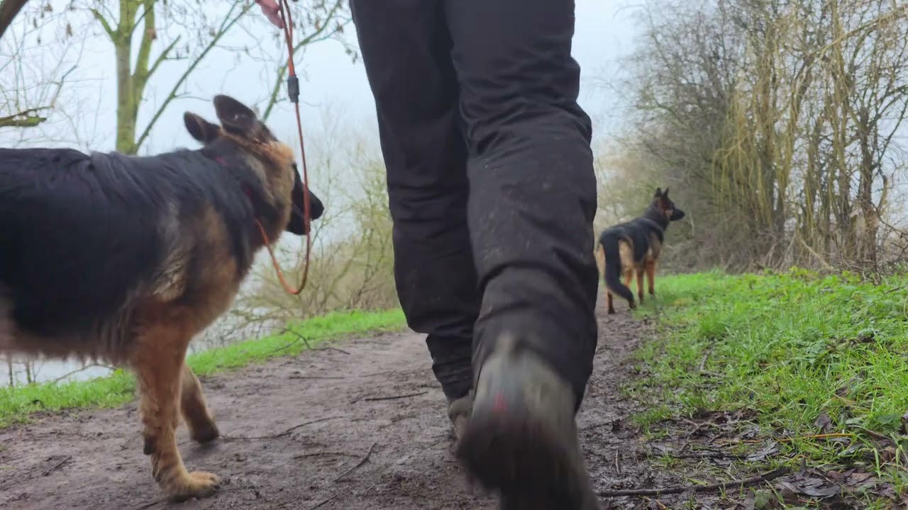 6 month old German Shepherd's first day with us for training